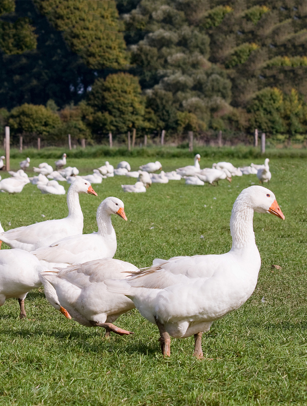 Daunen aus Freiland Gänse